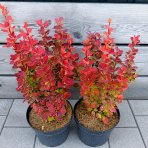 Dráč thunbergov (Berberis thunbergii) ´ORANGE SUNRISE®´ - výška 30-40 cm, kont. C2L